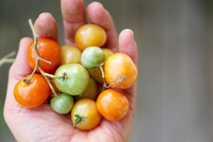 tomater i hand