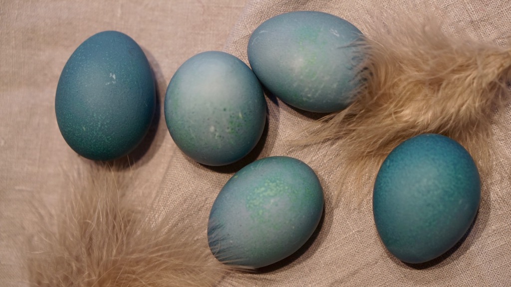 Blåa ägg rödkål