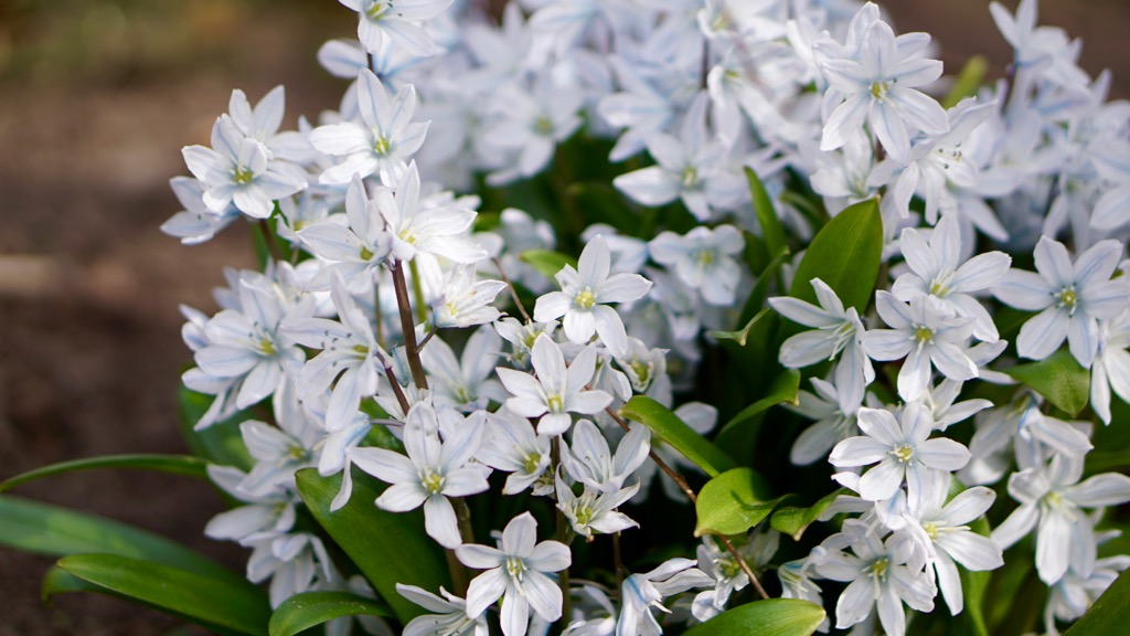 Vårblommor