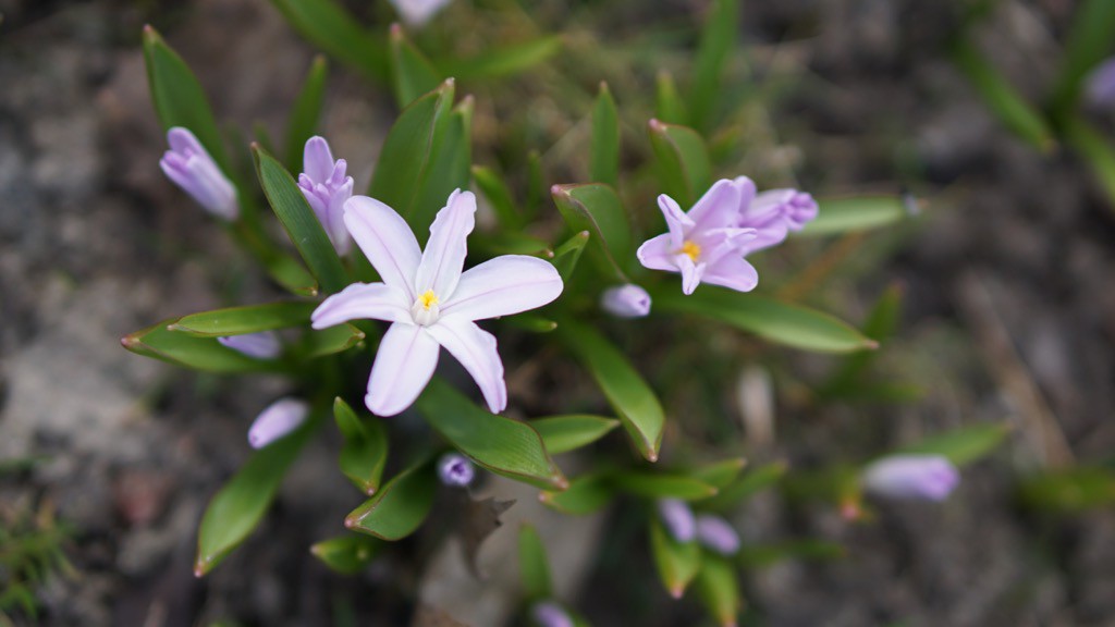 Vårblommor