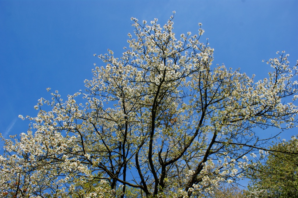 Blommande körsbärsträd