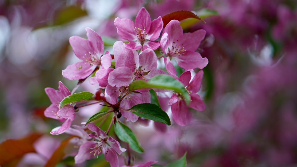 Körsbärsblommor