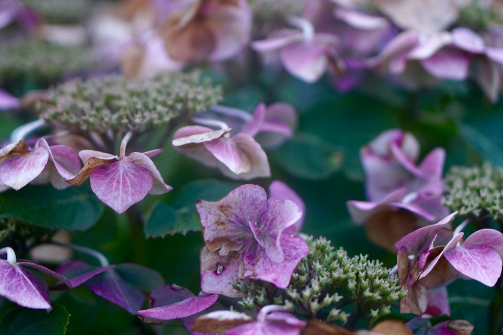 Hortensia