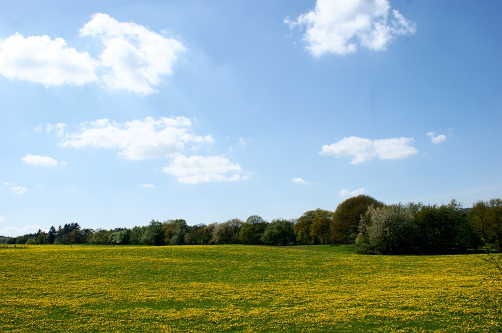 Gula rapsfält Skåne